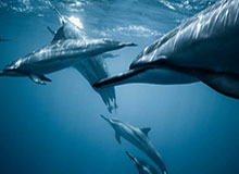 太阳社媒晒邓恩在防守训练中十分积极，并不断大声呼喊